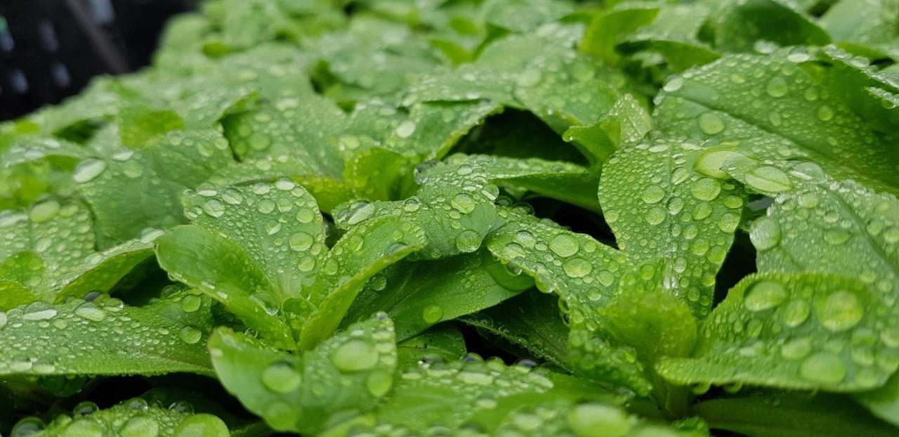 Coeur Vert Oekologisch Mit Viel Ambiente Fuer Seelen-Wellness رونتشامب المظهر الخارجي الصورة